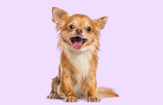 Cute happy fawn chihuahua dog panting, looking at camera