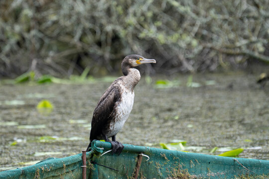 Le cormoran se repose