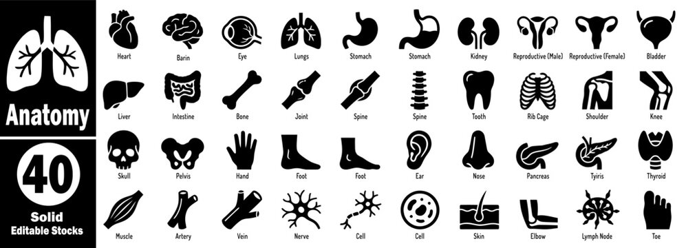 Anatomy Solid Icons Set. Black fill style representing organs and body parts like the brain, heart, lungs, and more, vector illustration.