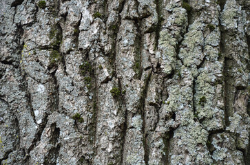 Fototapeta premium Close-up texture of natural tree bark, organic wooden background.
