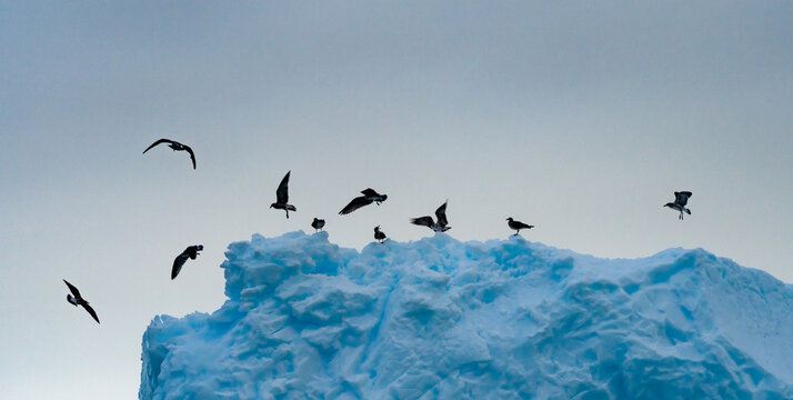 Sunrise, Charcot Bay Zodiac cruise Antartica with lots of icebergs