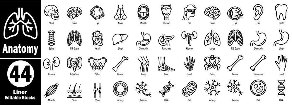 Anatomy 44 liner editable stock icons set. Including brain, heart, lungs, kidneys, liver, stomach, intestine, and many other body parts and organs, vector illustration.