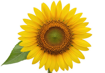 Naklejka premium A bright yellow sunflower isolated on transparent background with a green leaf