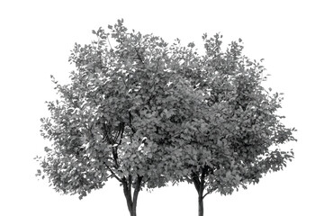 Fototapeta premium Black and white tree silhouette, deciduous trees with leafy canopy isolated on white background, monochrome nature element, pair of garden trees, botanical illustration, outdoor park greenery.