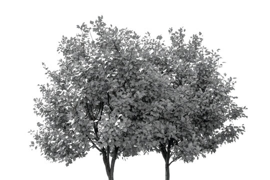 Black and white tree silhouette, deciduous trees with leafy canopy isolated on white background, monochrome nature element, pair of garden trees, botanical illustration, outdoor park greenery.
