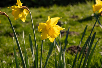 Obraz premium Close-up of bright yellow daffodil flower in spring. Detailed floral macro with natural light.
