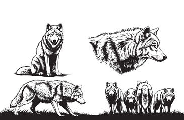 Gray wolf collection including sitting predator profile portrait alpha male walking on grass and pack of wolves standing together in wilderness for wildlife conservation graphics © Amdadul