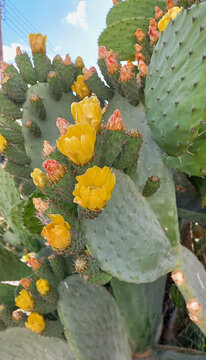 blooming prickly pear cactus