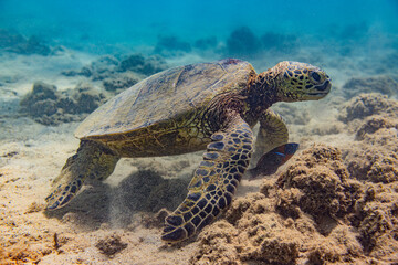Fototapeta premium Kauai, Hawaii, Anini Beach, sea turtle 