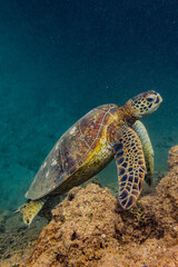 Fototapeta premium Kauai, Hawaii, Anini Beach, sea turtle 