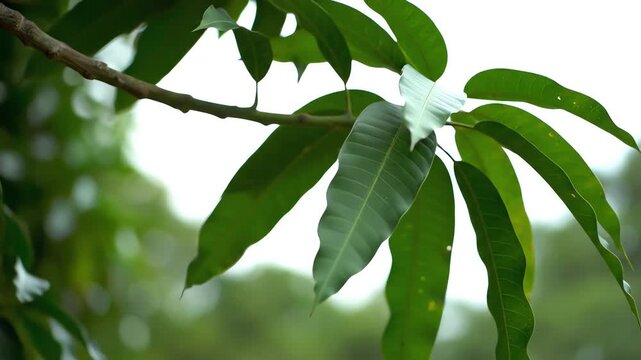 Close-up of green leaves growing on a thin branch, with other leaves in soft focus. Nature's lush greenery. Bokeh background