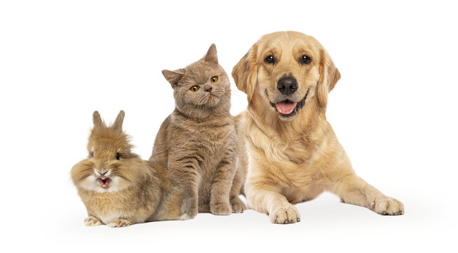 Dog, cat, and rabbit showing friendship on transparent background