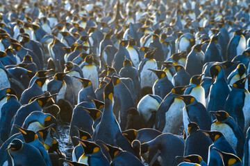 Obraz premium The King Penguin Colony of Salisbury Plain, South Georgia