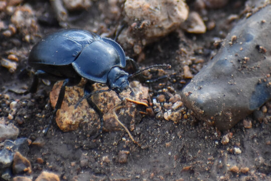 Escarabajo sobre piedras