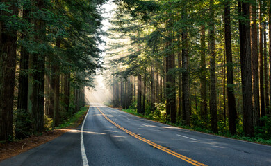Obraz premium The Light on the Redwood Highway, Redwood National and State Parks, California