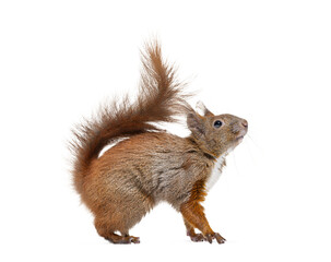 Red squirrel sciurus vulgaris looking up, transparent background © Eric Isselée