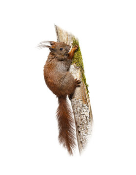 Red squirrel climbing tree trunk with moss