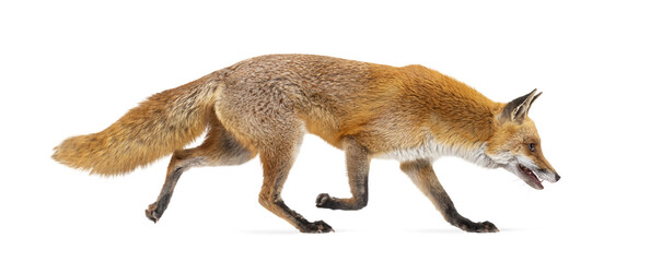 Obraz premium Red fox vulpes vulpes walking wildlife transparent background