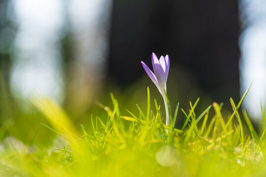 Lila Krokus im Fr&uuml;hling