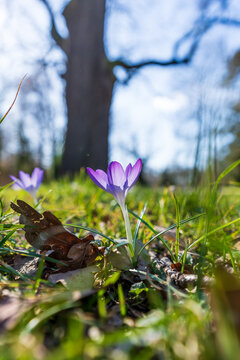 Lila Krokus im Fr&uuml;hling