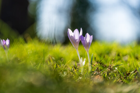 Lila Krokusse im Fr&uuml;hling