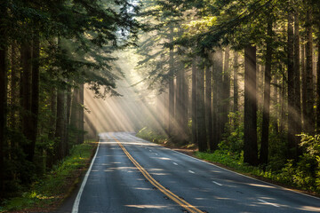 Fototapeta premium Dense Lightbeams on the Redwood Highway, Redwood National and State Parks, California