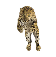 Leopard jumping facing camera with transparent background © Eric Isselée