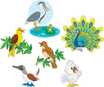 Vector collection of heron and frog, peacock, oriole, nightingale, eagle nestling and solan