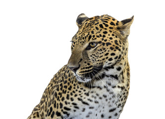 Fototapeta premium Leopard head looking left on transparent background