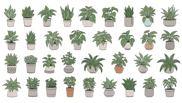 Large variety of indoor house plants in different decorative pots and containers illustrated in a clean and minimal line art style.