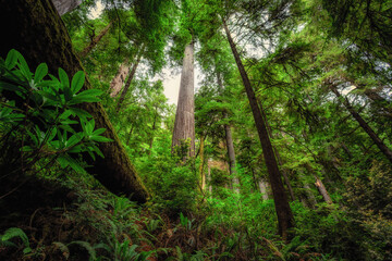 Fototapeta premium Giant Redwoods and Lush Green, Grove of Titans, Redwoods State and National Parks, California