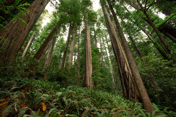 Obraz premium Giant Redwoods and Lush Green, Grove of Titans, Redwoods State and National Parks, California