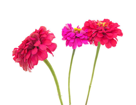 Three beautiful pink zinnia flowers on stems isolated on a white background.
