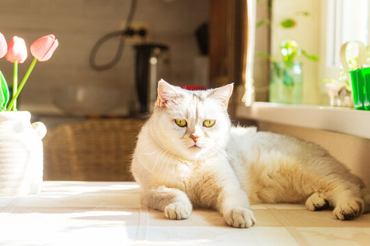 The cat lies on the table near the sunny window. Seedlings in a mini greenhouse.