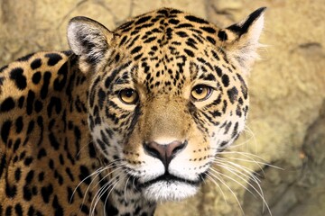 Obraz premium Frontal portrait of a Jaguar (Panthera onca) looking at camera.