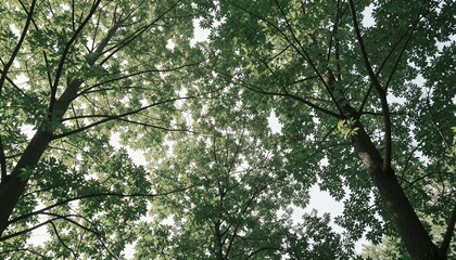 Vista ascendente a través del dosel de un bosque frondoso, capturando la luz del sol filtrándose entre las hojas.