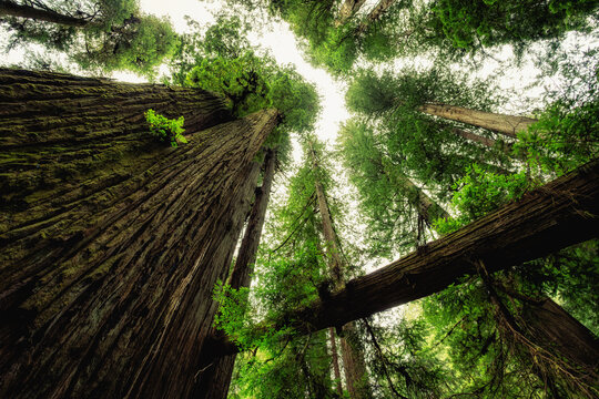 Giant Redwoods and Fallen Titans, Grove of Titans, Redwoods State and National Parks, California