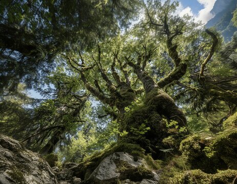 Una fotograf&iacute;a que captura la majestuosidad de un viejo roble cubierto de musgo en un paisaje monta&ntilde;oso.
