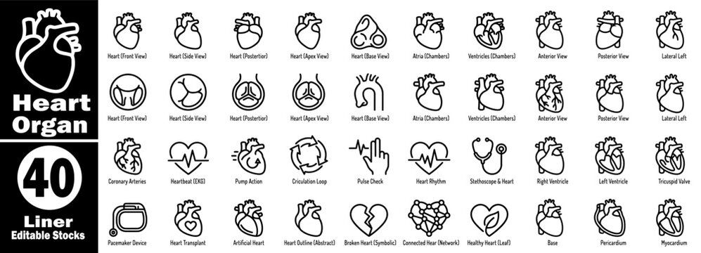 Heart organ line icon set. Human heart organ. Collection showcasing various anatomical views, medical cardiology illustrations showing atrium, ventricle, and artery detail vector illustration.