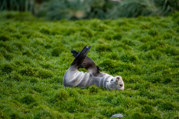Obraz premium Fortuna Bay King Penguin Colony South Georgia