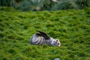 Fototapeta premium Fortuna Bay King Penguin Colony South Georgia