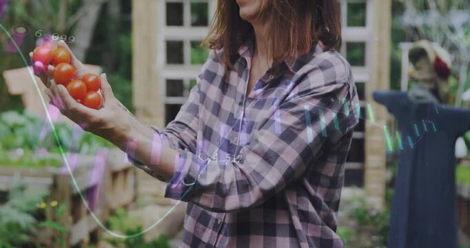 Camera slowly reframing while gardener holding ripe red tomatoes and smiling, presenting harvest