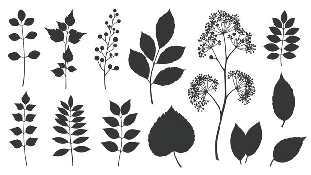 Collection of black silhouettes of different tree leaves and plant branches including compound and simple leaf shapes for nature designs.