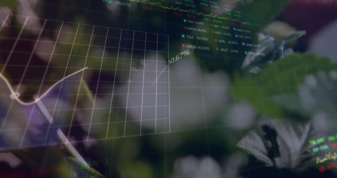 Overlay fading in and plotting percent labels over strawberry plant, tracking ripeness for agritech
