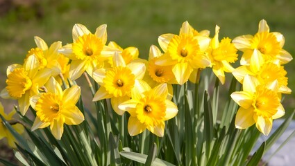 Fototapeta premium Bright yellow daffodils in full bloom surrounded by green foliage in a sunny garden setting, showcasing vibrant petals and lush leaves