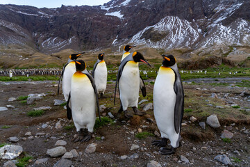 Obraz premium Fortuna Bay King Penguin Colony South Georgia