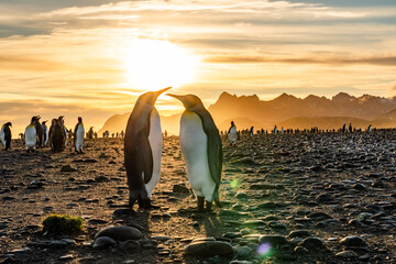 The King Penguin Colony at Salisbury Plain, South Georgia © Gail Johnson