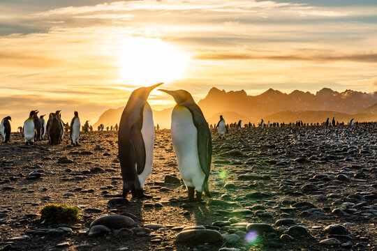 The King Penguin Colony at Salisbury Plain, South Georgia