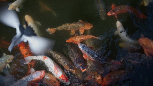 Group of vibrant koi fish swimming near surface of calm pond while a pigeon flies above, creating dynamic movement in peaceful natural scene.