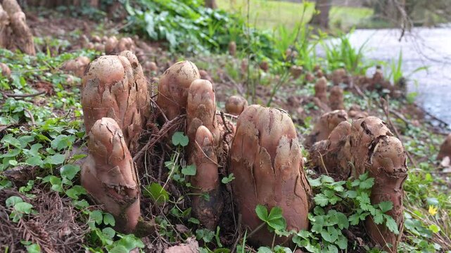 Nutria river rat, damage to woody plants by eating bark, sprouts and roots, gnawed tree trunks, coypu herbivorous, wildlife animal wetlands